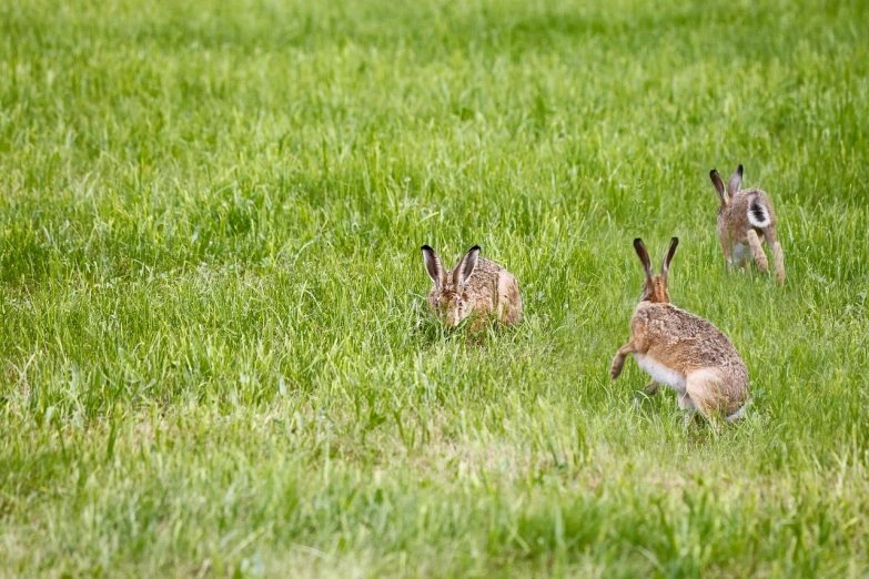 a couple of rabbits standing on top of a lush green field, a photo, by Hans Schwarz, shutterstock, animals running along, in a row, hiding in grass, outdoor photo