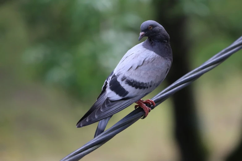 a pigeon sitting on a wire with trees in the background, a portrait, very sharp photo, full shot photo