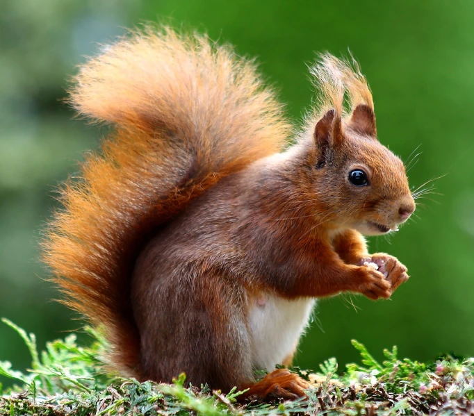 a close up of a squirrel eating a piece of food, a photo, by Anna Haifisch, shutterstock, hair fluttering in the wind, innocent look. rich vivid colors, very very very realistic, high quality product image”