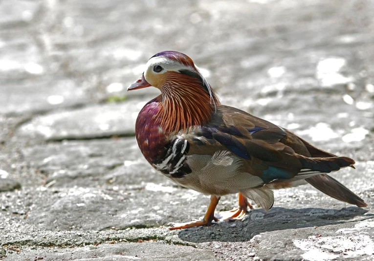 a close up of a bird on a rock near water, a portrait, shutterstock, baroque, on the sidewalk, purple. smooth shank, duck shoes, dressed in colorful silk