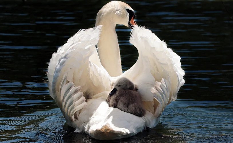 a large white swan standing on top of a body of water, a photo, motherly, super cute, majestic wings, link