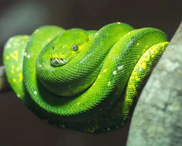 a close up of a green snake on a branch, pexels, synchromism, 🦩🪐🐞👩🏻🦳, a python programmer's despair, avatar image, pillar