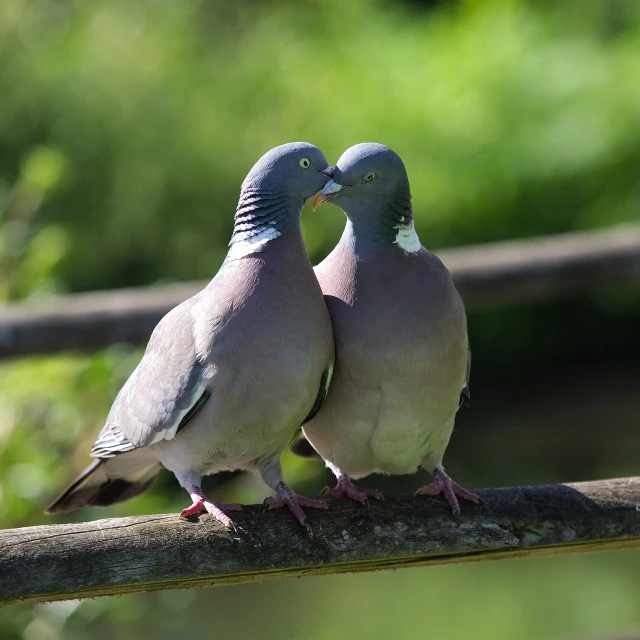a couple of birds sitting on top of a tree branch, a picture, by Jan Rustem, shutterstock, dove in an ear canal, french kiss, purple. smooth shank, stock photo