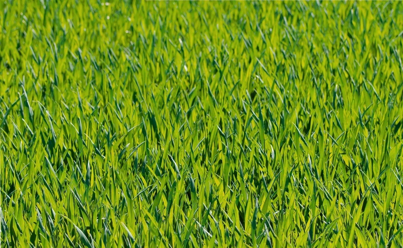 a bird sitting on top of a lush green field, by Thomas Häfner, precisionism, grass texture material, header, zoomed in, rows of lush crops