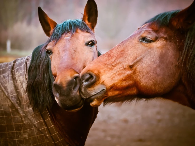 a couple of horses standing next to each other, shutterstock, romanticism, kiss mouth to mouth, close-up!!!!!!