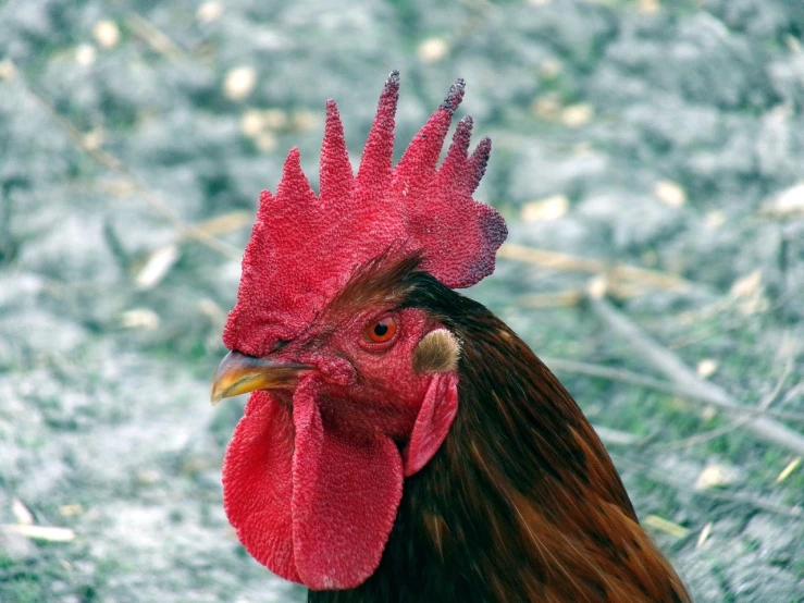 a close up of a rooster with a red comb, a photo, copper, he has a red hat, very sharp and detailed photo, high res photo