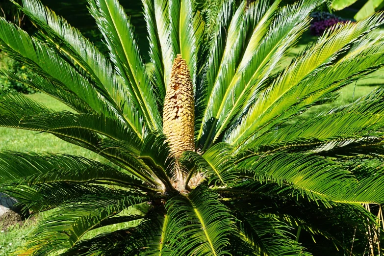 a close up of a palm tree with green leaves, by Robert Brackman, chile, all rights reserved, very high bloom ammount, nice afternoon lighting