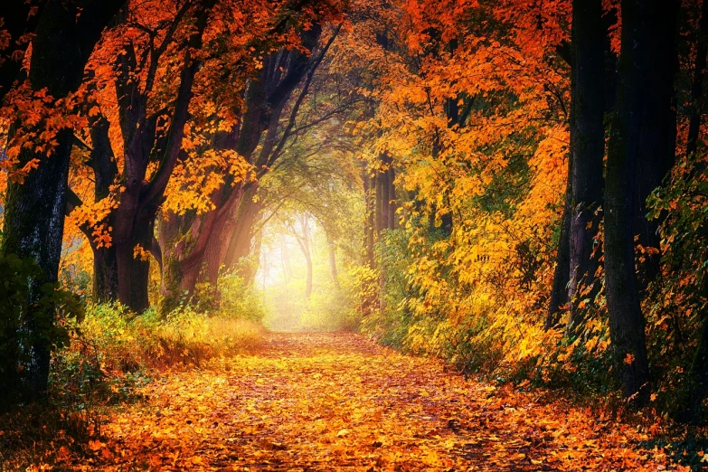 a forest filled with lots of trees covered in yellow leaves, a photo, shutterstock, blossoming path to heaven, best on adobe stock, beams of golden light, steampunk forest background