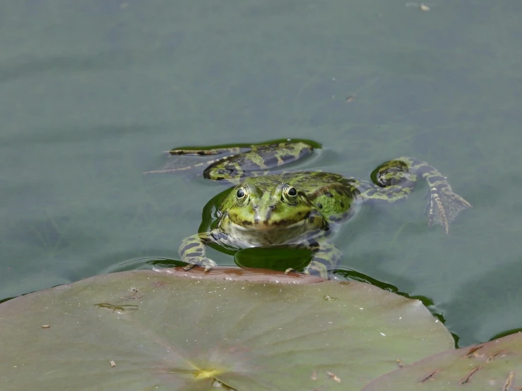 a frog sitting on top of a leaf in a pond, a portrait, renaissance, rippling, on a sunny day, high res photo