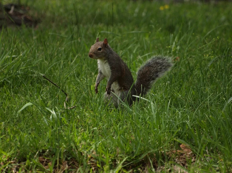 a squirrel that is standing in the grass, a photo, high res photo, running towards camera, mouse photo, full - length photo