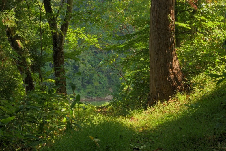 a person riding a horse through a lush green forest, a picture, inspired by Asher Brown Durand, shutterstock, cahaba river alabama, summer morning light, lush forest in valley below, photo of green river