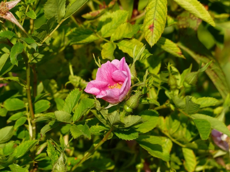 a pink flower sitting on top of a lush green field, a portrait, romanticism, rose-brambles, 7 0 mm photo
