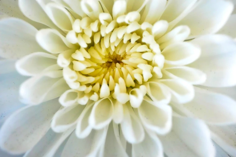 a close up view of a white flower, complex layered composition!!, iphone detailed photo, chrysanthemum eos-1d, inside the flower