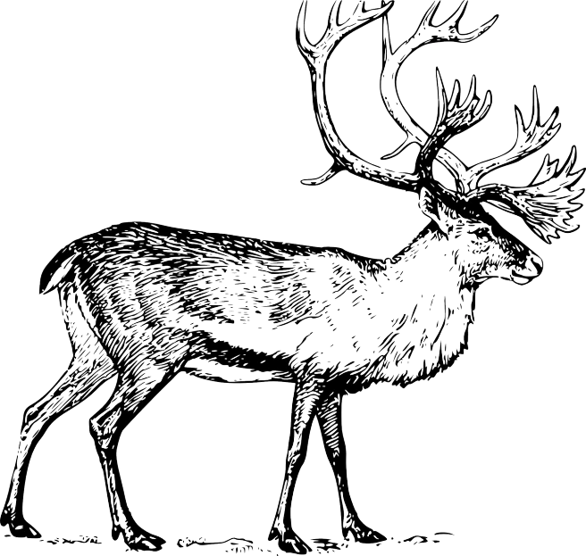 a black and white drawing of a deer, an illustration of, pixabay, engraving illustration, inuit, cel shaded vector art, an enormous