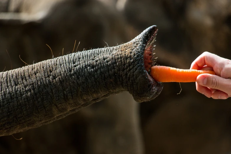 a person feeding a carrot to an elephant, a macro photograph, by Jesper Knudsen, shutterstock contest winner, hurufiyya, worms intricated, stick, india, long tongue