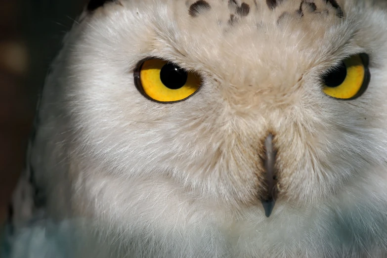 a close up of a white owl with yellow eyes, a portrait, shutterstock, hurufiyya, highly detailed image, portrait”