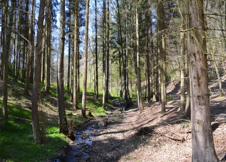 a stream running through a forest filled with lots of trees, a picture, by Joseph von Führich, shutterstock, lower saxony, early spring, hill with trees, very accurate photo