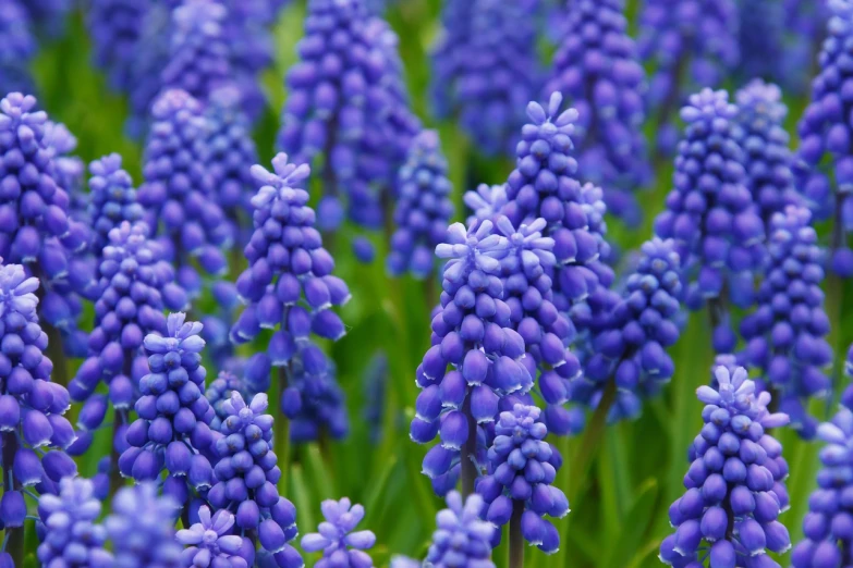 a field of purple flowers with green stems, by George Barret, Jr., shutterstock, renaissance, grape hyacinth, fine detail post processing, high quality product image”