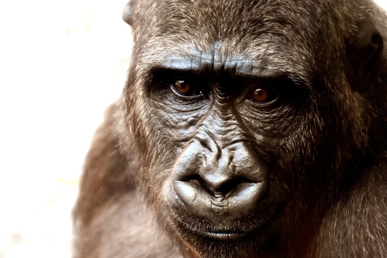 a close up of a gorilla looking at the camera, by Alex Petruk APe, flickr, primitivism, woman, photorealistic ”, wrinkly, blank stare”