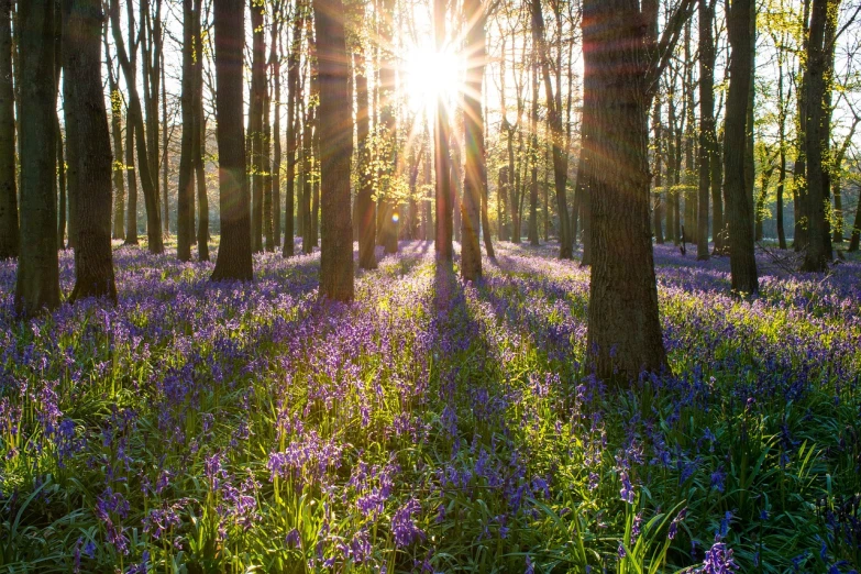 a forest filled with lots of purple flowers, by Juergen von Huendeberg, shutterstock, sunbeams at sunset, england, early spring, - ar 1 6 : 9