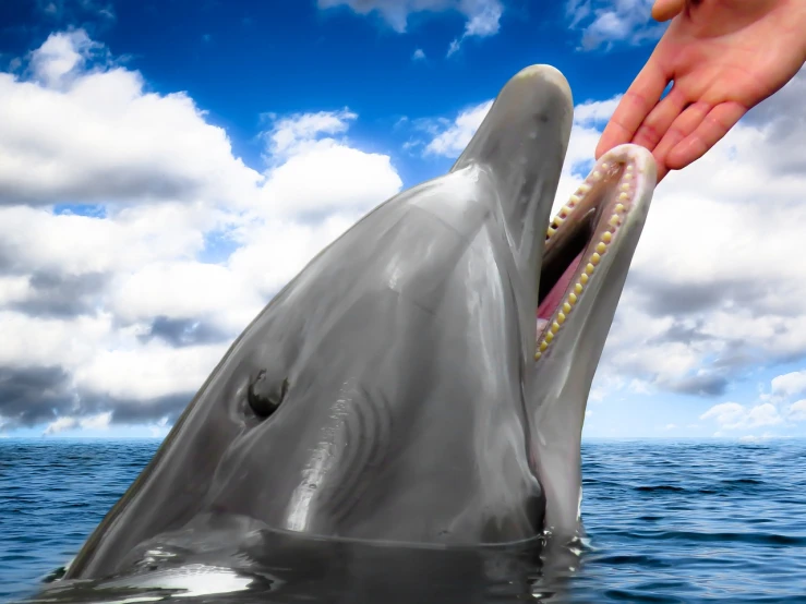 a person feeding a dolphin out of the water, a digital rendering, by John Luke, shutterstock, big lips, rubbing hands!!!, !!natural beauty!!, bone