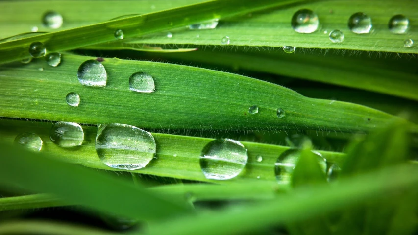 a close up of water droplets on a blade of grass, by Jan Rustem, pixabay, renaissance, photorealistic detail, green technology, bamboo, illustration!