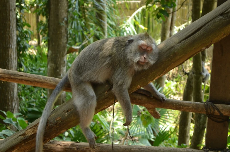 a monkey sitting on top of a tree branch, shutterstock, sumatraism, asleep, happy wise. he has bouncy belly, grey skinned, aaaaaaaaaaaaaaaaaaaaaa