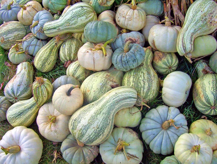 a large pile of green and white pumpkins, by Loren Munk, flickr, renaissance, blueish, stew, grain”, multi - coloured