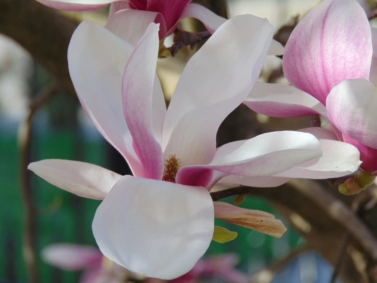 a close up of a flower on a tree, a portrait, magnolias, closeup photo, very sharp photo