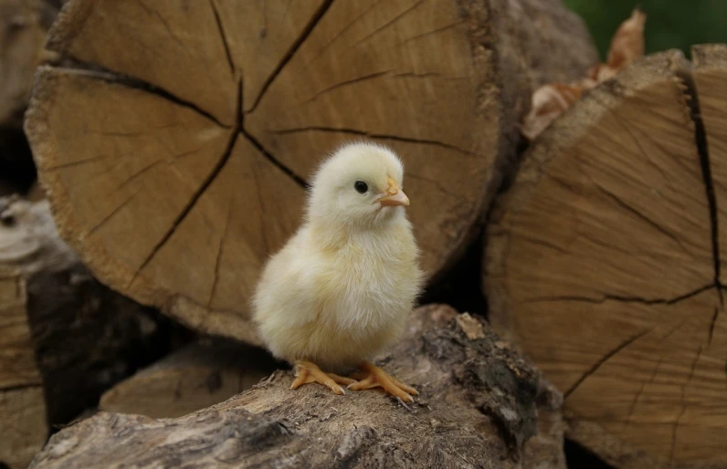 a small chicken sitting on top of a pile of wood, renaissance, beautiful pretty young, taken with a canon eos 5 d, 7 0 mm photo