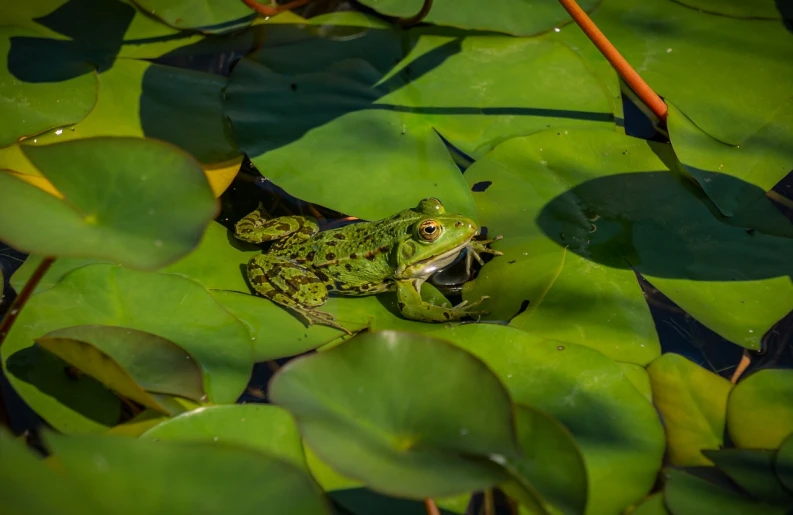 a frog sitting on top of a leaf covered pond, a portrait, high res photo, male and female, pond with frogs and lilypads, taken with sony a7r camera