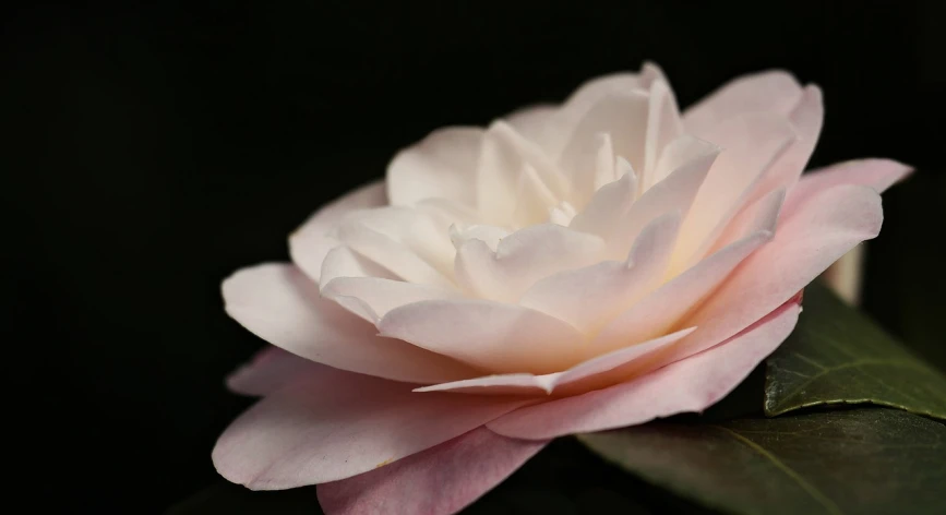 a white and pink flower sitting on top of a green leaf, by Kanō Tan'yū, unsplash, sōsaku hanga, against a deep black background, chanel, pale milky white porcelain skin, in shades of peach