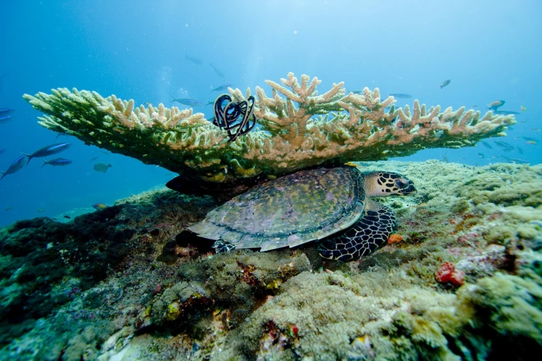 a turtle sitting on top of a coral reef, by Dietmar Damerau, long arm, sri lanka, dubai, istock