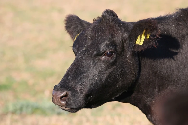 a black cow with a yellow tag on it's ear, by David Budd, pixabay, photograph credit: ap, cow-girl, depth of field”, various posed