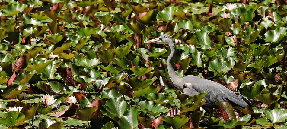 a large bird standing on top of a lush green field, overgrown with aquatic plants, in marijuanas gardens, photograph credit: ap, scott radke