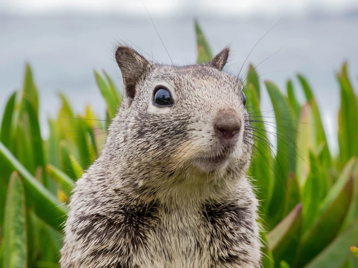 a close up of a squirrel looking at the camera, a portrait, happy big chungus, sf, professional closeup photo, quechua!