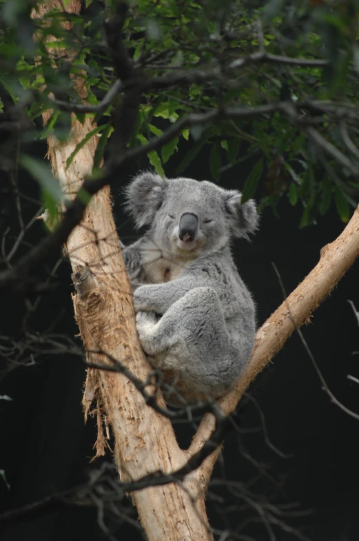 a koala sitting on top of a tree branch, sigma 200mm, annie leibowit, f / 1 1. 0, relaxed pose