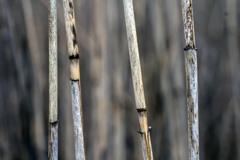 a couple of sticks that are next to each other, a macro photograph, renaissance, swamps, detailed zoom photo, in a row, modern high sharpness photo