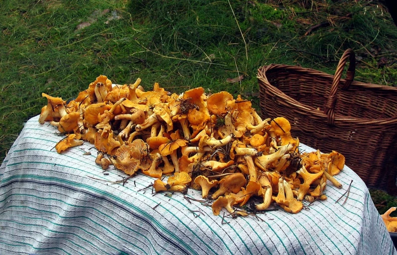 a pile of mushrooms sitting on top of a table, a portrait, by Dietmar Damerau, pixabay, vibrant but dreary orange, mustard, picnic, dragon crown