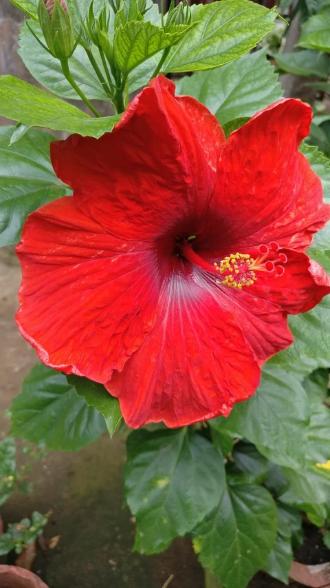 a large red flower sitting on top of a lush green plant, a portrait, hurufiyya, hibiscus, 🦩🪐🐞👩🏻🦳, strong red hue, very elegant features