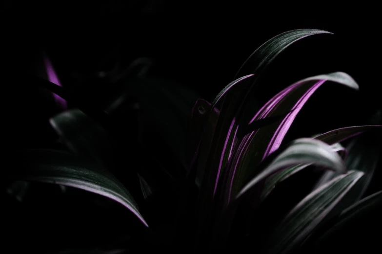 a close up of a plant in a dark room, unsplash, digital art, purple and black color scheme, full frame image, vivid lines, plants and grass