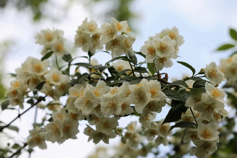 a bunch of white flowers on a tree, a picture, shutterstock, romanticism, in white clouds fairyland, myrtle, sharply detailed, cut