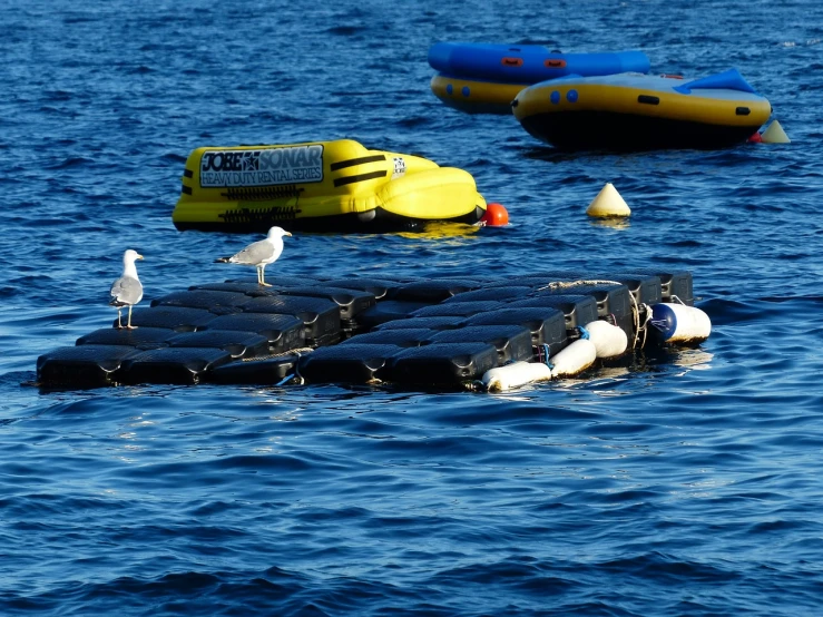 a group of birds sitting on top of buoys in the water, a photo, plasticien, inflatable, docks, grid, usa-sep 20