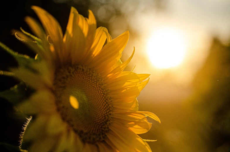 a close up of a sunflower with the sun in the background, romanticism, 4 5 mm bokeh, looking off into the sunset, accurate and detailed, shot on 1 5 0 mm