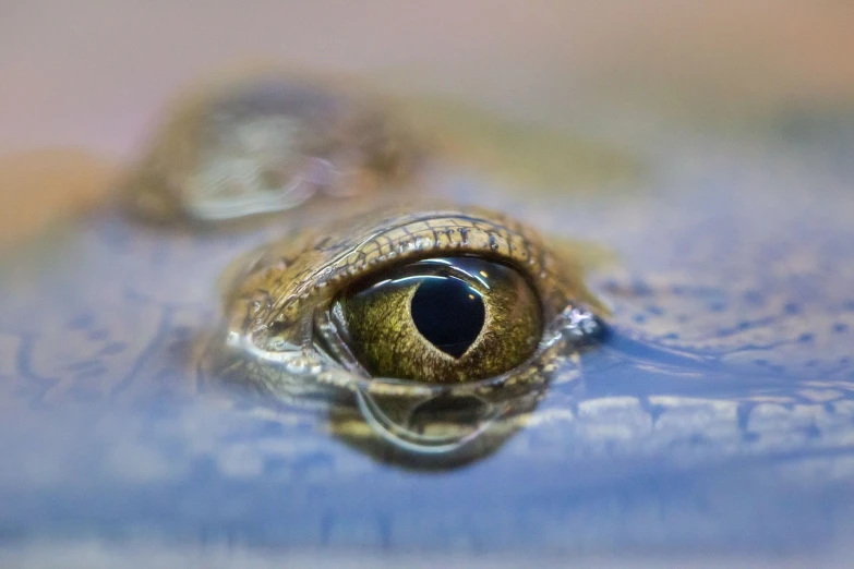 a close up of a frog's eye in the water, a macro photograph, flickr, photorealism, crocodile, shot on nikon z9, reptil, bird\'s eye view