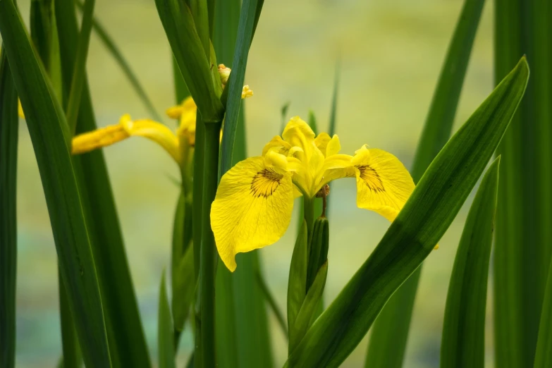 a close up of a yellow flower with green leaves, hurufiyya, focus on iris, aquatic plants, museum quality photo