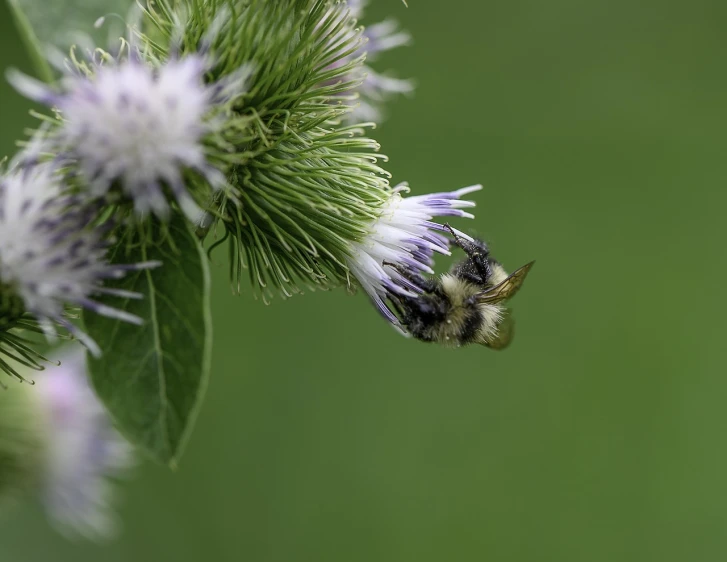 a bee sitting on top of a purple flower, a macro photograph, by Robert Brackman, hurufiyya, thistle, minn, in flight, 2 0 2 1