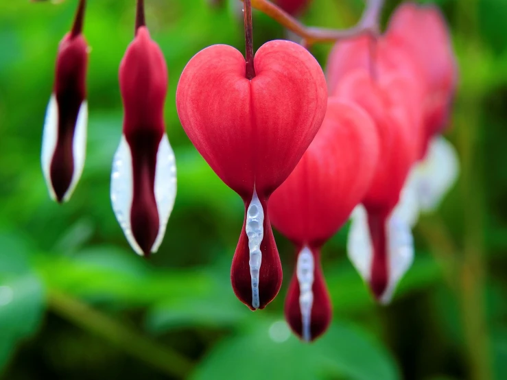 a bunch of red flowers hanging from a tree, a macro photograph, by Robert Brackman, shutterstock, hearts symbol, hanging gardens, flowers with very long petals, forming a heart with their necks