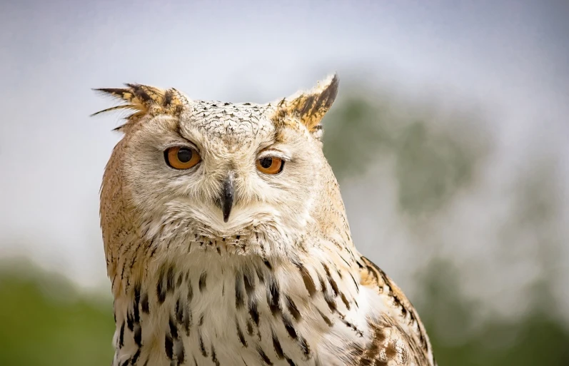 a close up of an owl's face with trees in the background, a portrait, by Edward Corbett, shutterstock, baroque, fine detail post processing, stock photo, highly detailed picture, over-shoulder shot