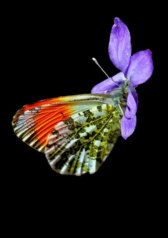 a butterfly sitting on top of a purple flower, a macro photograph, by Jan Rustem, renaissance, scarlet emerald, moss, neon wings, close macro photo. studio photo